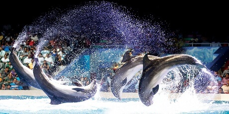 Dubai Dolphinarium