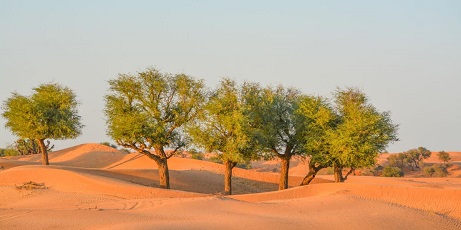 Ghaf Tree UAE