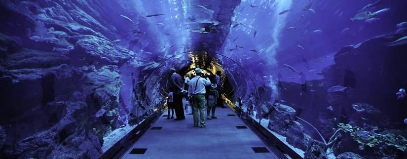 Dubai Aquarium and Underwater Zoo